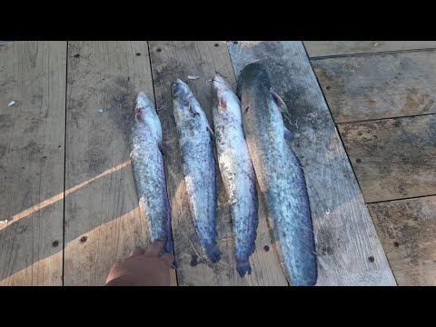 თევზაობა ალაზანზე, tevzaoba alazanze 20.07.2023