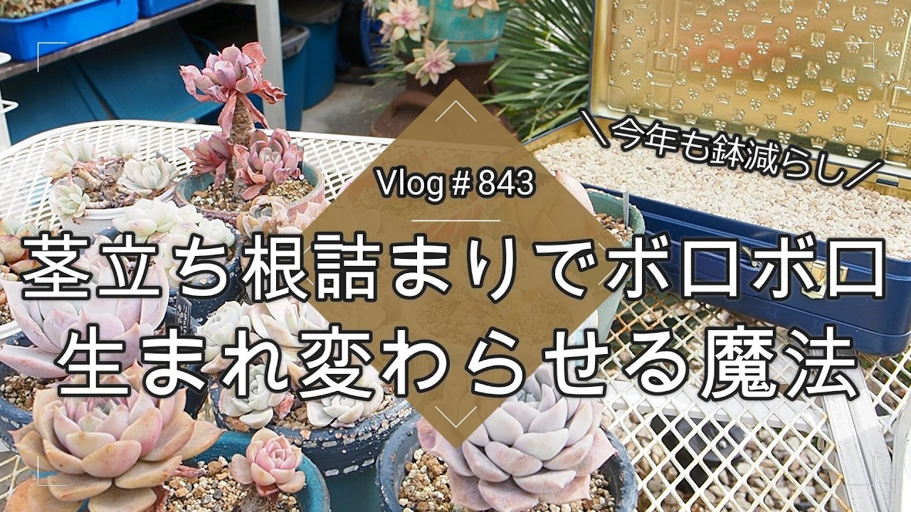 【Vlog843】【多肉植物】茎立ち根詰まりでボロボロ！生まれ変わらせる魔法【今年も鉢減らし】【KALDIトランク缶寄せ】