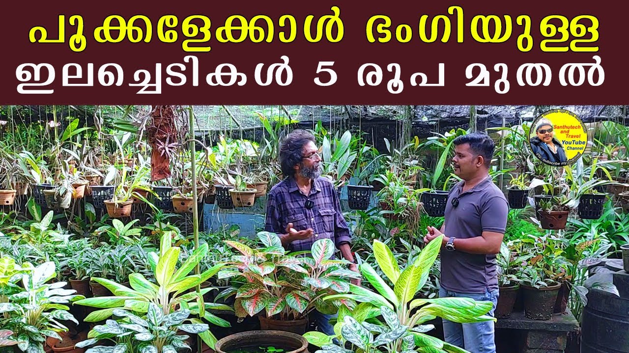 5 രൂപ മുതൽ പൂക്കളെക്കാൾ ഭംഗിയുള്ള ഇല ചെടികൾ | Foliage Plant | Indoor and Outdoor
