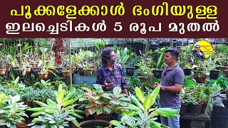 5 രൂപ മുതൽ പൂക്കളെക്കാൾ ഭംഗിയുള്ള ഇല ചെടികൾ | Foliage Plant | Indoor and Outdoor Decorative Plant