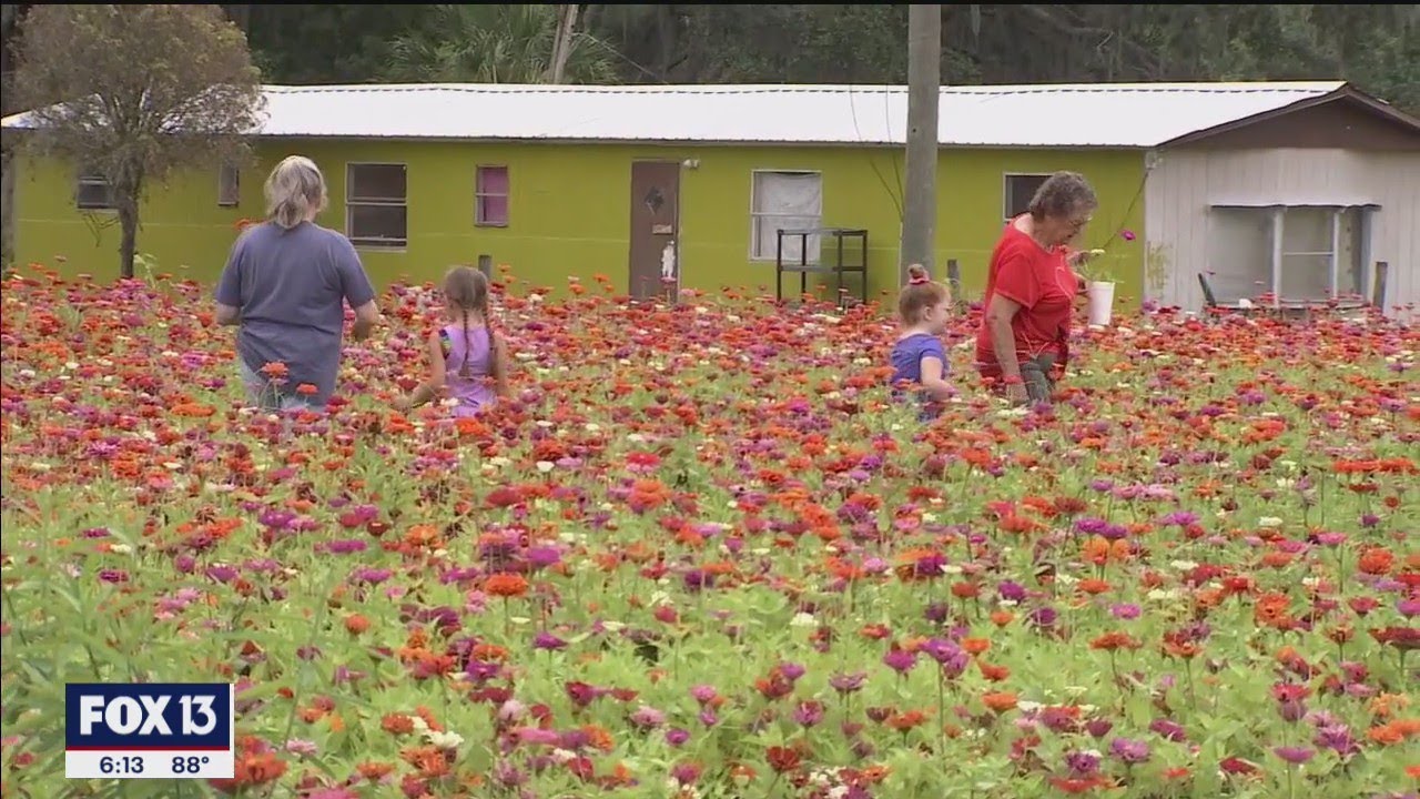 Youpick flower season blooms in Plant City berry fields YouTube