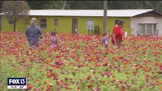 You-pick flower season blooms in Plant City berry fields