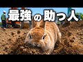 工事現場に、とんでもない助っ人が現れました