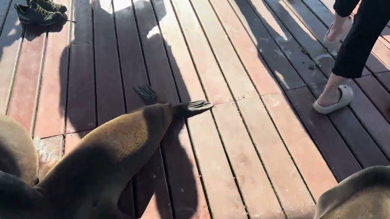 Just passing through!  Walking through a pack of Galapagos Sea Lions, on Isabela Island, Galapagos!