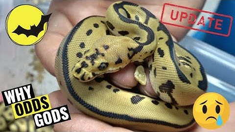 Batman & Double Het Ball Python Clutch Update!