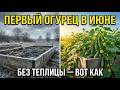 Вот почему у соседки огурцы в июне, а у вас в августе