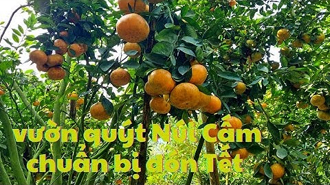 VƯỜN QUÝT NÚI CẤM CHUẨN BỊ ĐÓN TẾT