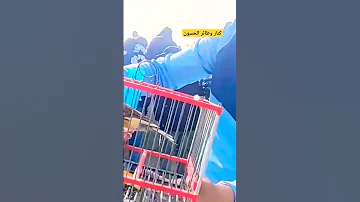 انخفضت الاثمنه طيور الكناري في شمال المغرب مدينه طنجه 