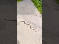 कमेंट में कौन सा सांप है 🐍बताओ#youtubeshorts #viralvideo #ratsnake #safe #reptiles #animals #rescue🐊