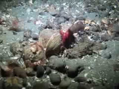 puget sound physical features Itty Bitty Octopus on the move