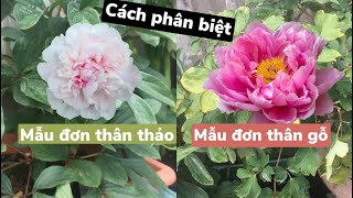 Cách phân biệt mẫu đơn thân thảo và mẫu đơn thân gỗ