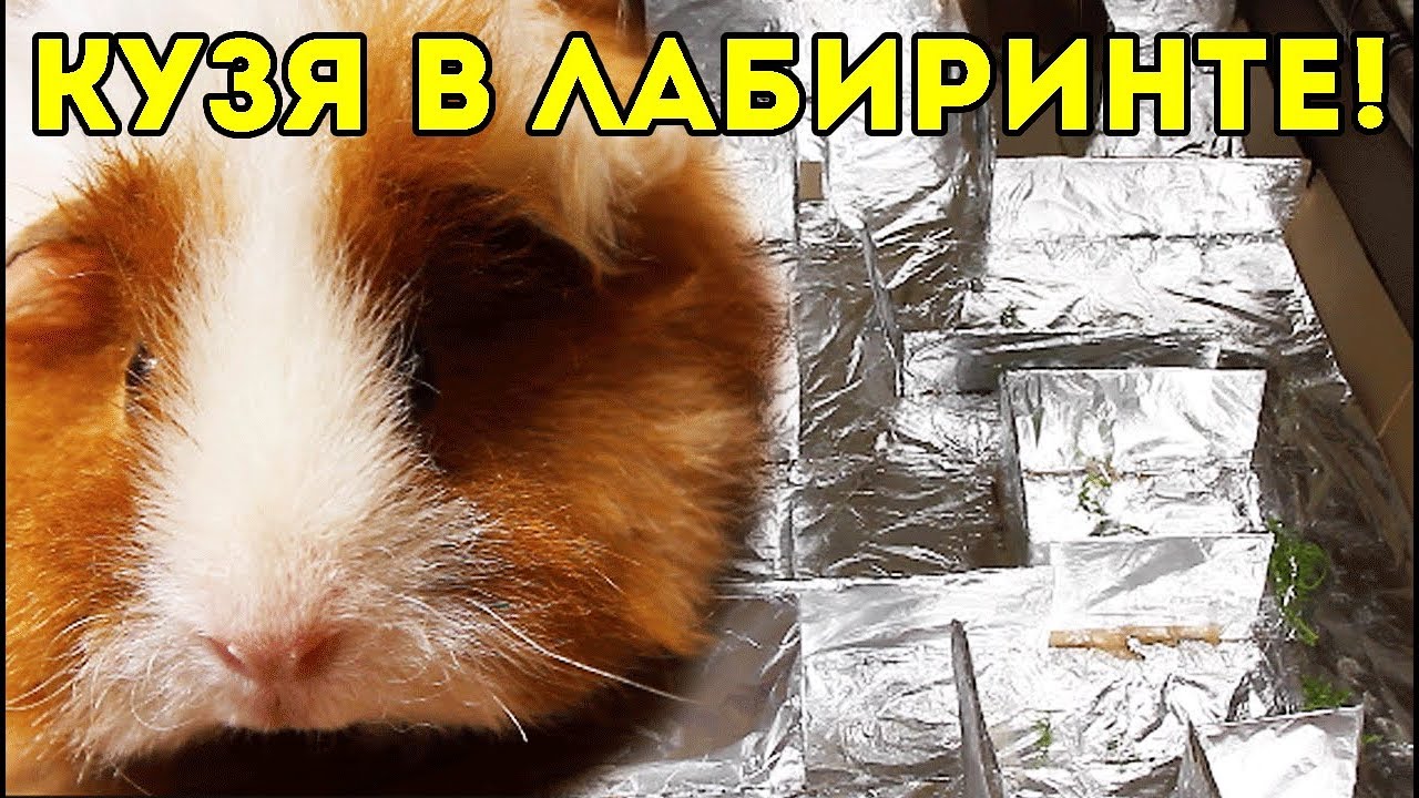 Морская свинка кузи и бузя