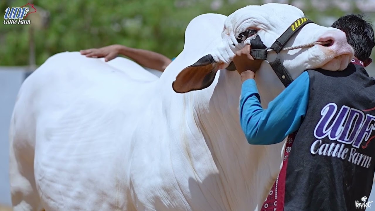 PRINCE OF UDF Cattle Farm✨