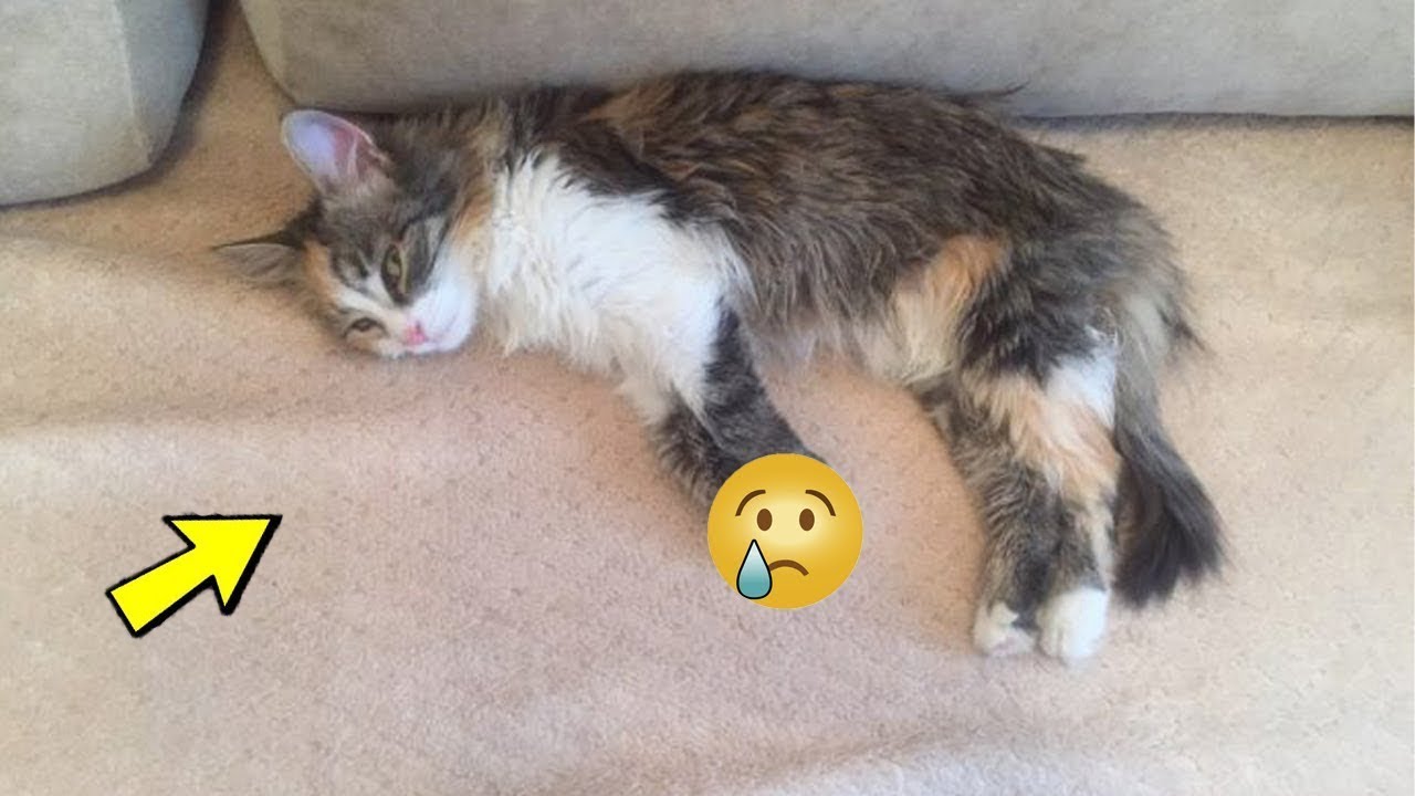 Парень сильно пнул КОТЕНКА ногой, он даже не ПОШЕВЕЛИЛСЯ.. - YouTube