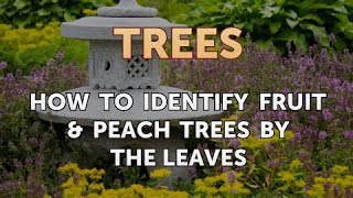 How to Identify Fruit & Peach Trees by the Leaves