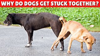 why do dogs lock when mating