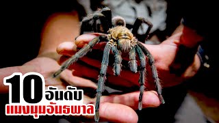10 โคตรแมงมุมยักษ์อันธพาล!! ที่ดุร้ายและอันตราย (ตัวใหญ่เกิน.!)
