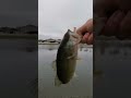 Fishing for largemouth bass #shorts #fishing #outdoors #pondfishing