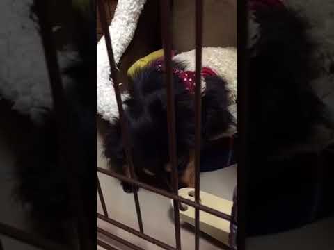 匂梅健司ブリーダーからお迎えしたカニンヘンダックスフンド(ロング)：シフォンちゃん