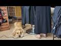 自宅に不法侵入して怒られちゃいました・・。【Golden Retriever japan】