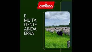 O Pasto Certo Muda o Resultado da Pecuária