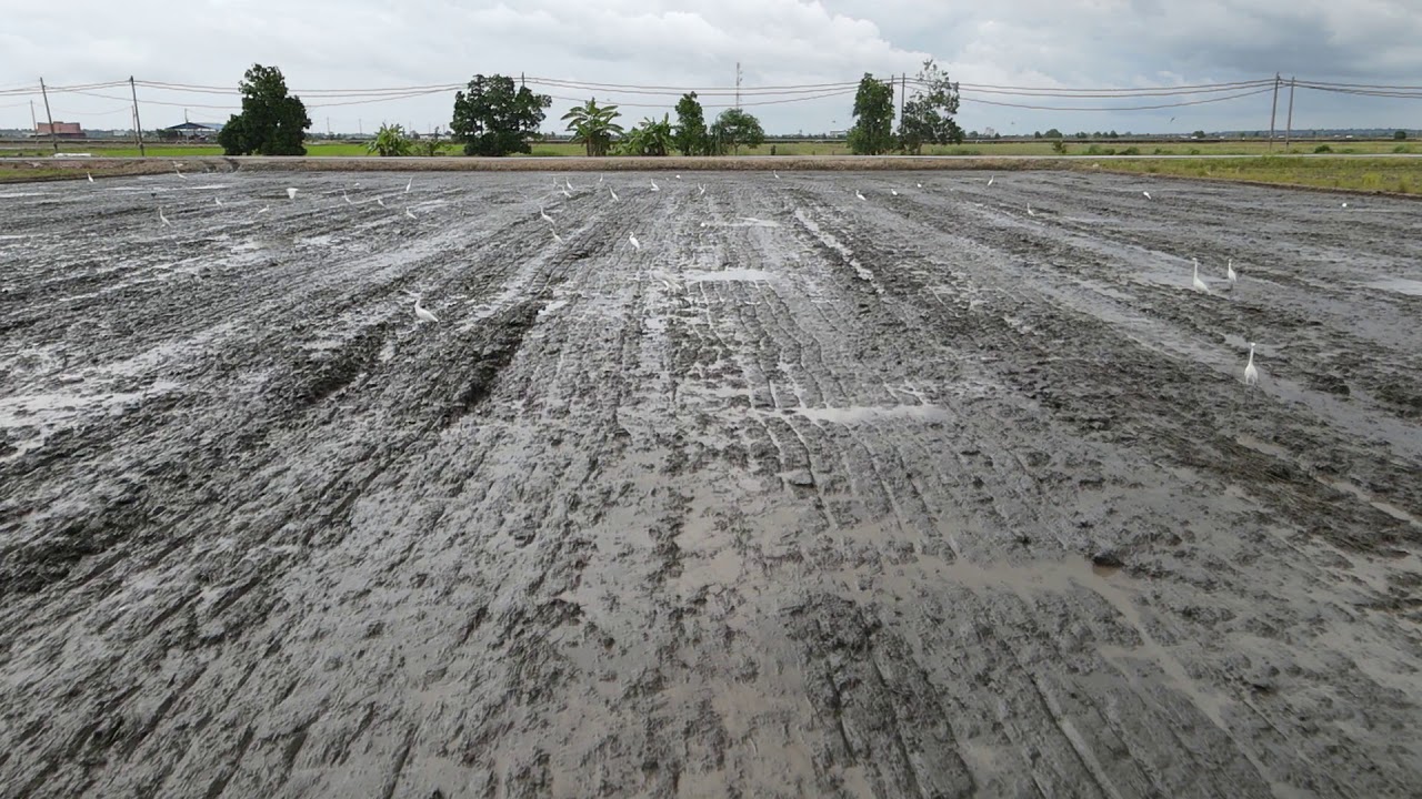 Birding in Sekinchan Ricefields 2021