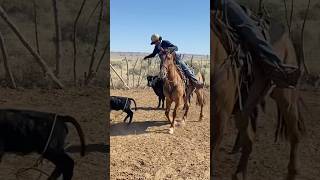 Branding calves , missing spring. #cowboys #mustang #western #roping #rez #hiphop