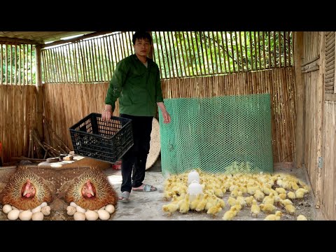 Raising geese, warming eggs for chickens, expanding the area of land for cultivation,build farm