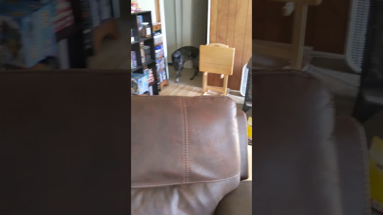 Chewy Barks At Tucker