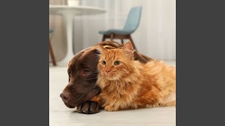Rain's Tranquil Pet Harmony