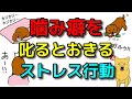 【犬 噛み癖 破壊 かじる】噛み癖を叱ると起きる副作用!何でもかじる犬の対処法 新!遠藤エマチャンネル【犬のしつけ＠横浜】