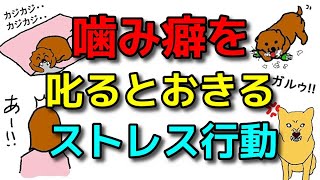 【犬 噛み癖 破壊 かじる】噛み癖を叱ると起きる副作用!何でもかじる犬の対処法 新!遠藤エマチャンネル【犬のしつけ＠横浜】