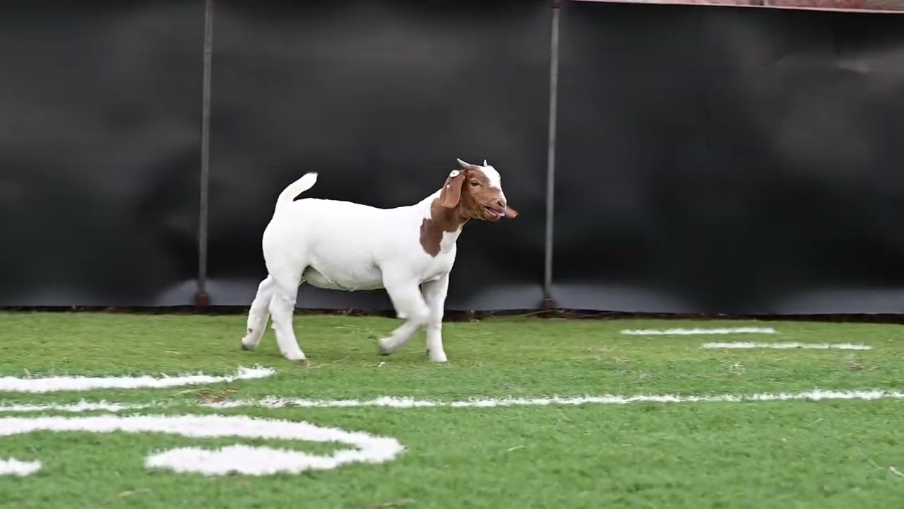 Maverick Show Goats Tag 5138