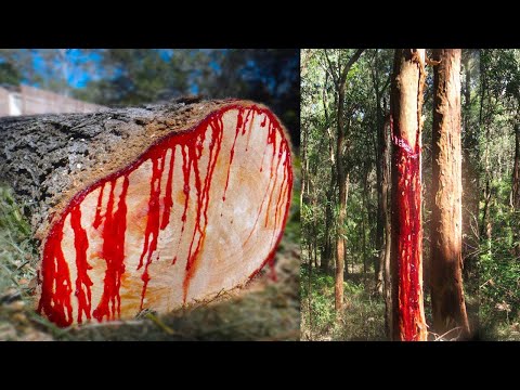 Video: Caution! The tree is poisonous