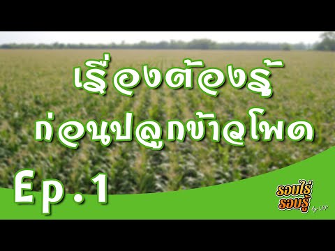 วีดีโอ: ขนาดเดิมของข้าวโพดคือเท่าไร?