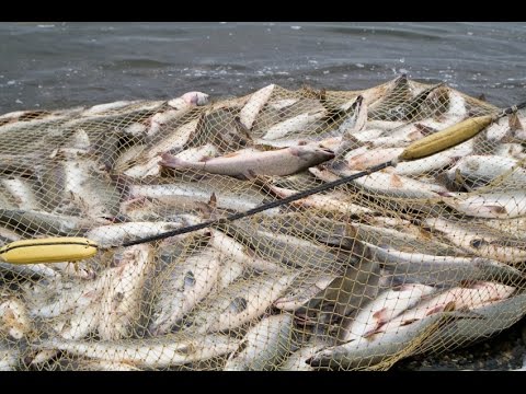 Предотвратить исчезновение эндемика. Готова ли Бурятия к полному запрету добычи омуля?