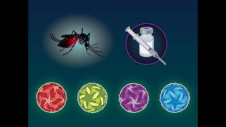 Butantandengue Vaccine In Children And Adults Nejm