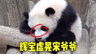 Hui Bao Xu waved grandpa song and climbed up the tree when he was unprepared  only to be caught [Wa by 旺仔说动物 5,453 views 3 weeks ago 8 minutes, 11 seconds