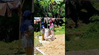 Download Lagu MOE PARE, MUSIM PANEN DI KAMPUNG SUNDA #shorts MP3