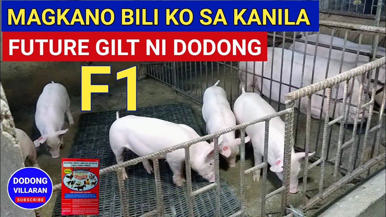 F1 biik 2 piraso magkano presyo Future inahin / DODONG VILLARAN