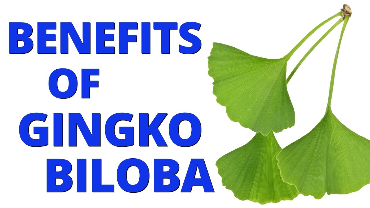 Ginkgo Biloba Benefits for Cognitive Health YouTube