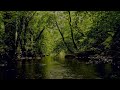 RELAXING FOREST SOUNDS FLOWING WATER AND GENTLE BIRDSONG FOR DEEP SLEEP