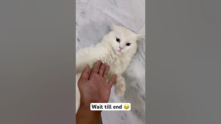 Video 11143321: cat meowing funny, enjoy funny cats reactions, enjoys cute funny cat