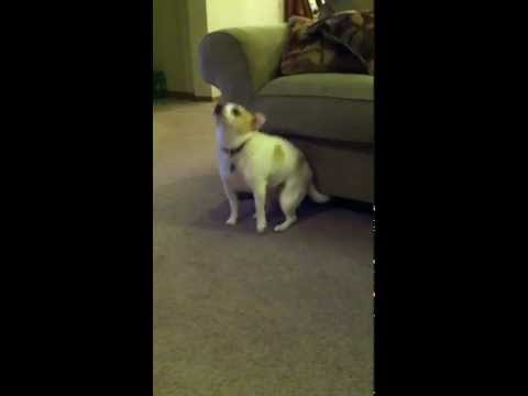 My Dog "Dancing" To Eminem "Shake That"