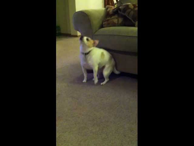 My Dog “Dancing” To Eminem “Shake That”
