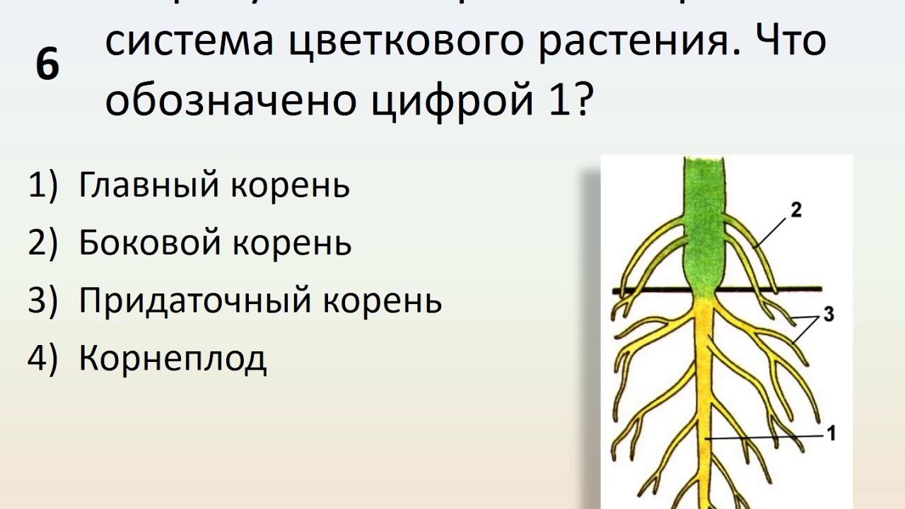 Корневые системы цветковых растений. Органы растений корень. Корни цветкового растения. Корневая система цветового растения.