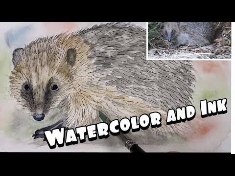 How to paint a hedgehog in watercolour tutorial