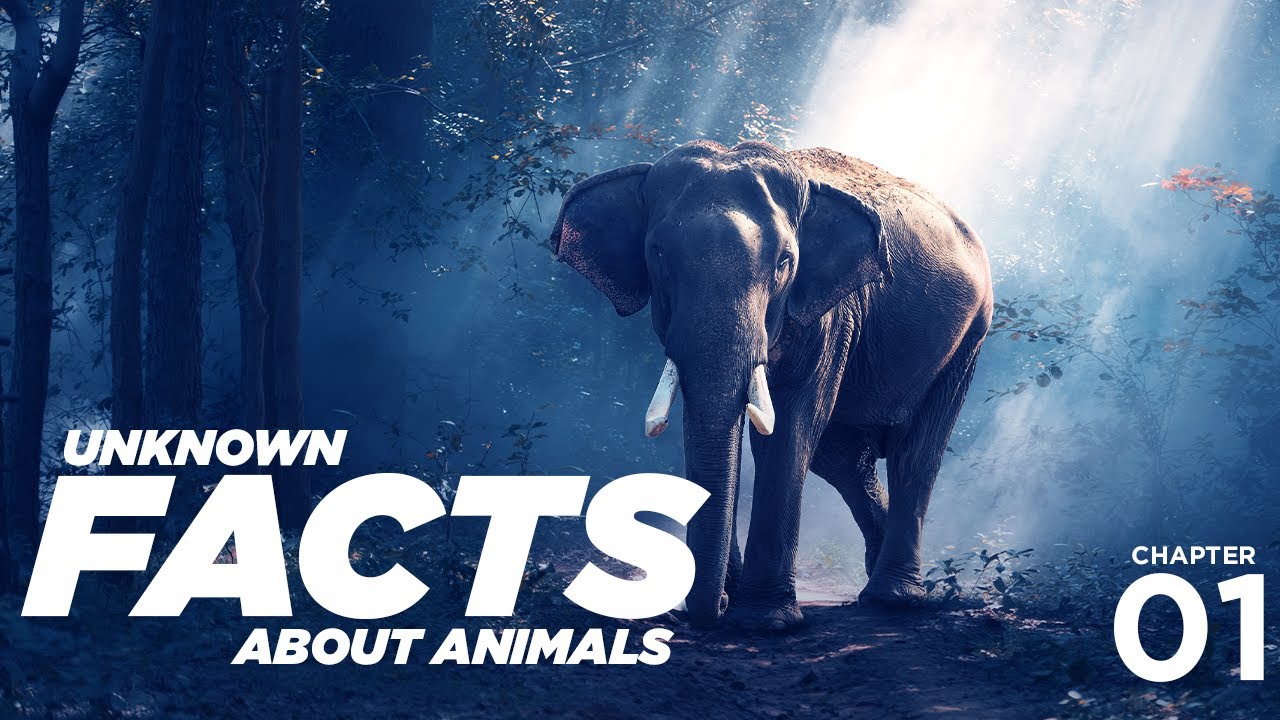 Unknown Facts About Animals In Hindi Chapter 1 YouTube
