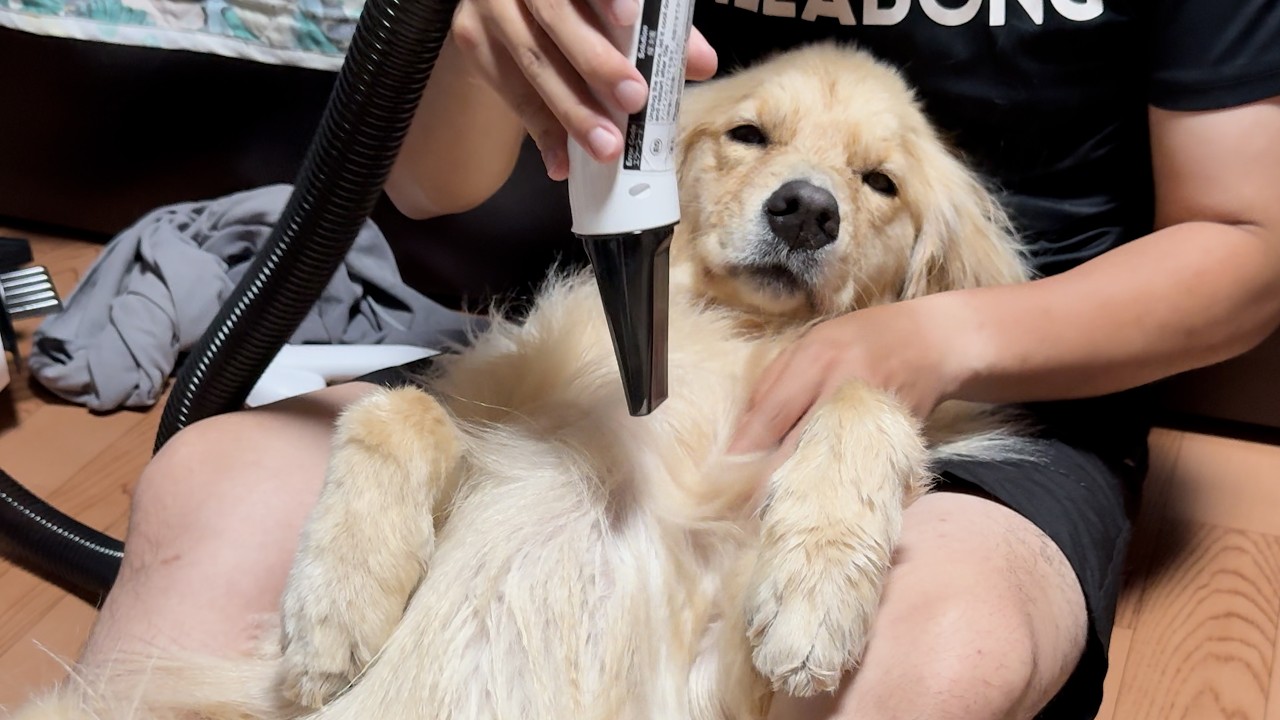 Escaping Reality] Don the Golden Retriever is way too cute when he