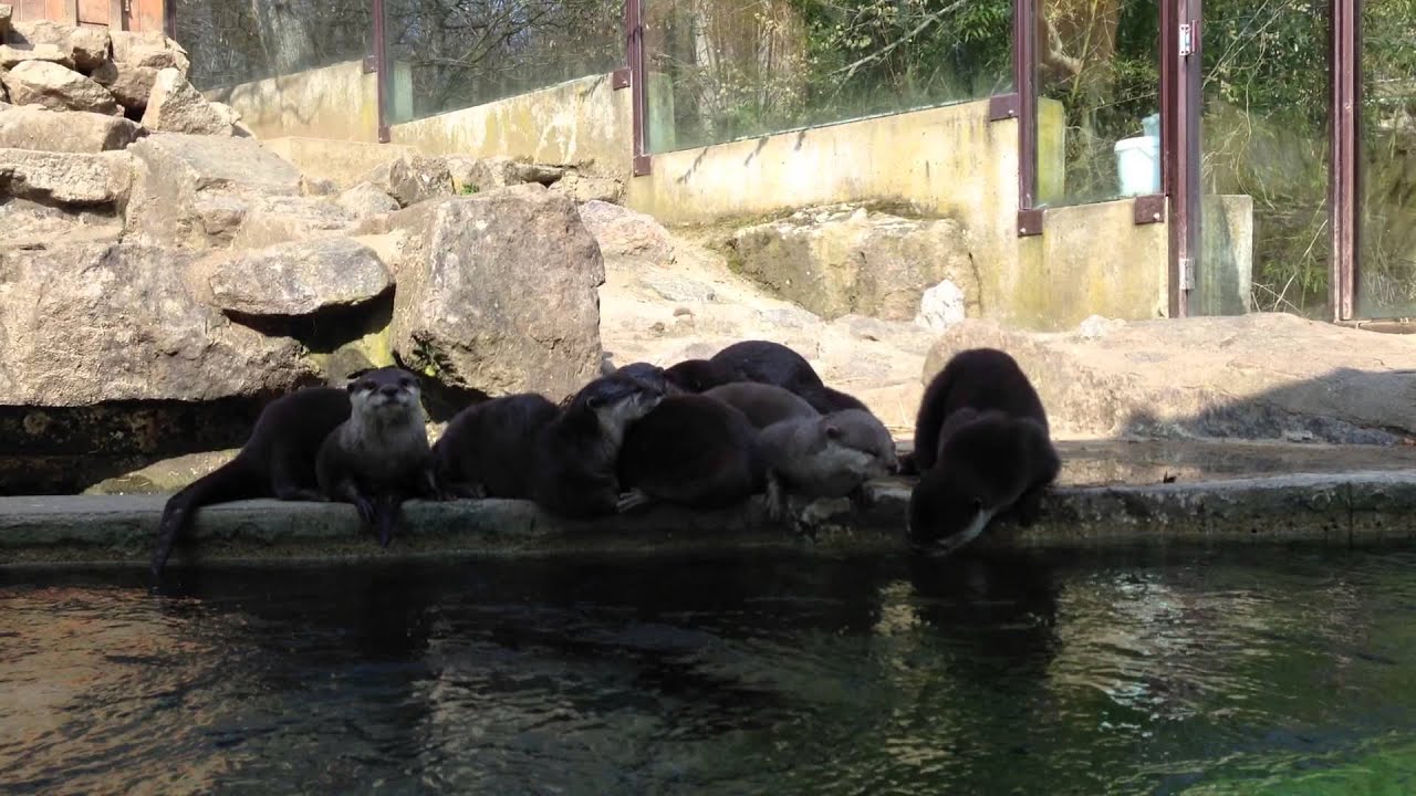 camera iphone 8 plus apk BeggingOtters video n°1